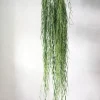 Hængeplanter|Tropiske Planter^PLANT Hoya Linearis