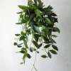 Hængeplanter|Tropiske Planter^PLANT Hoya Memoria