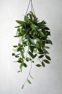 Hængeplanter|Tropiske Planter^PLANT Hoya Memoria