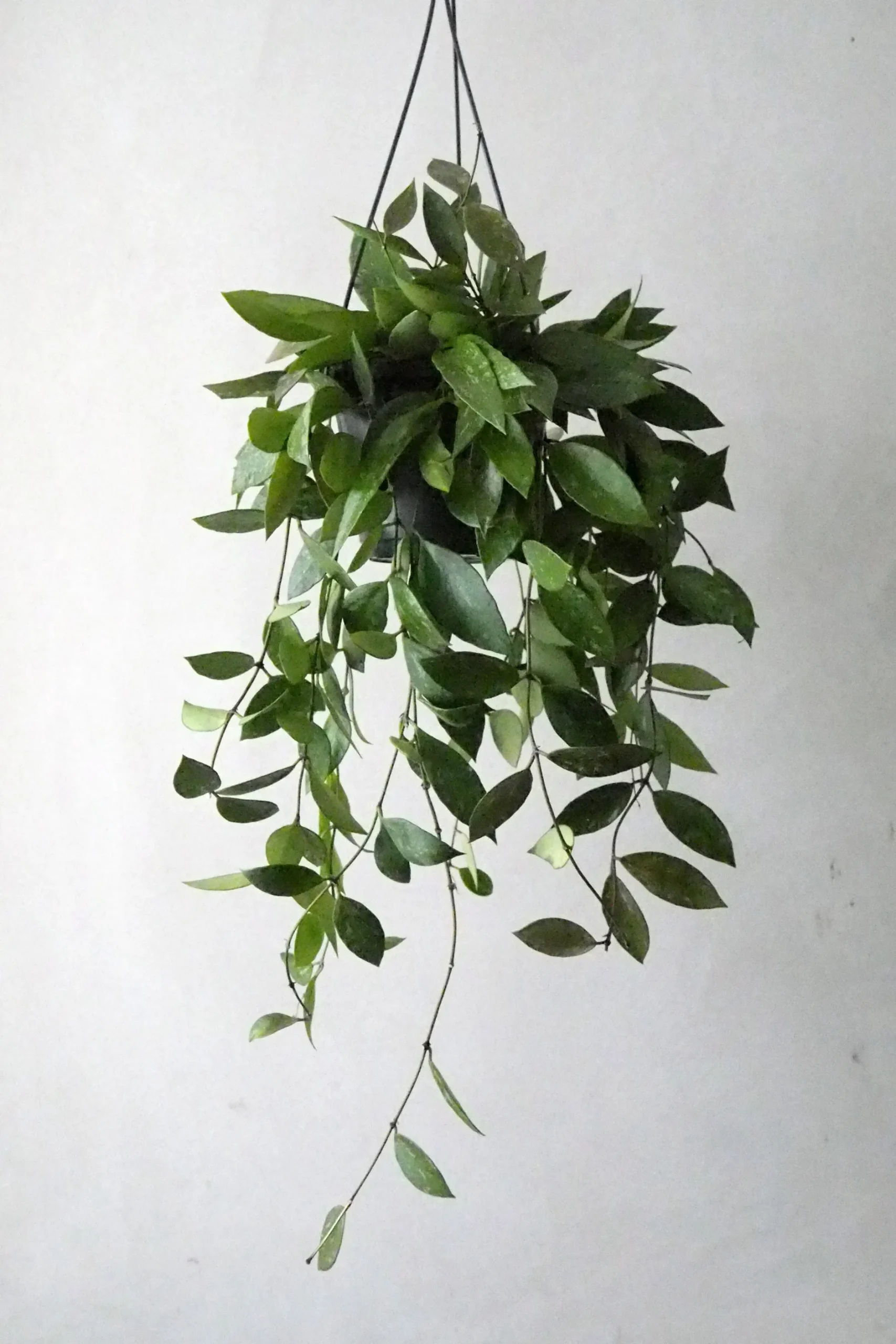 Hængeplanter|Tropiske Planter^PLANT Hoya Memoria