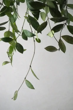 Hængeplanter|Tropiske Planter^PLANT Hoya Memoria