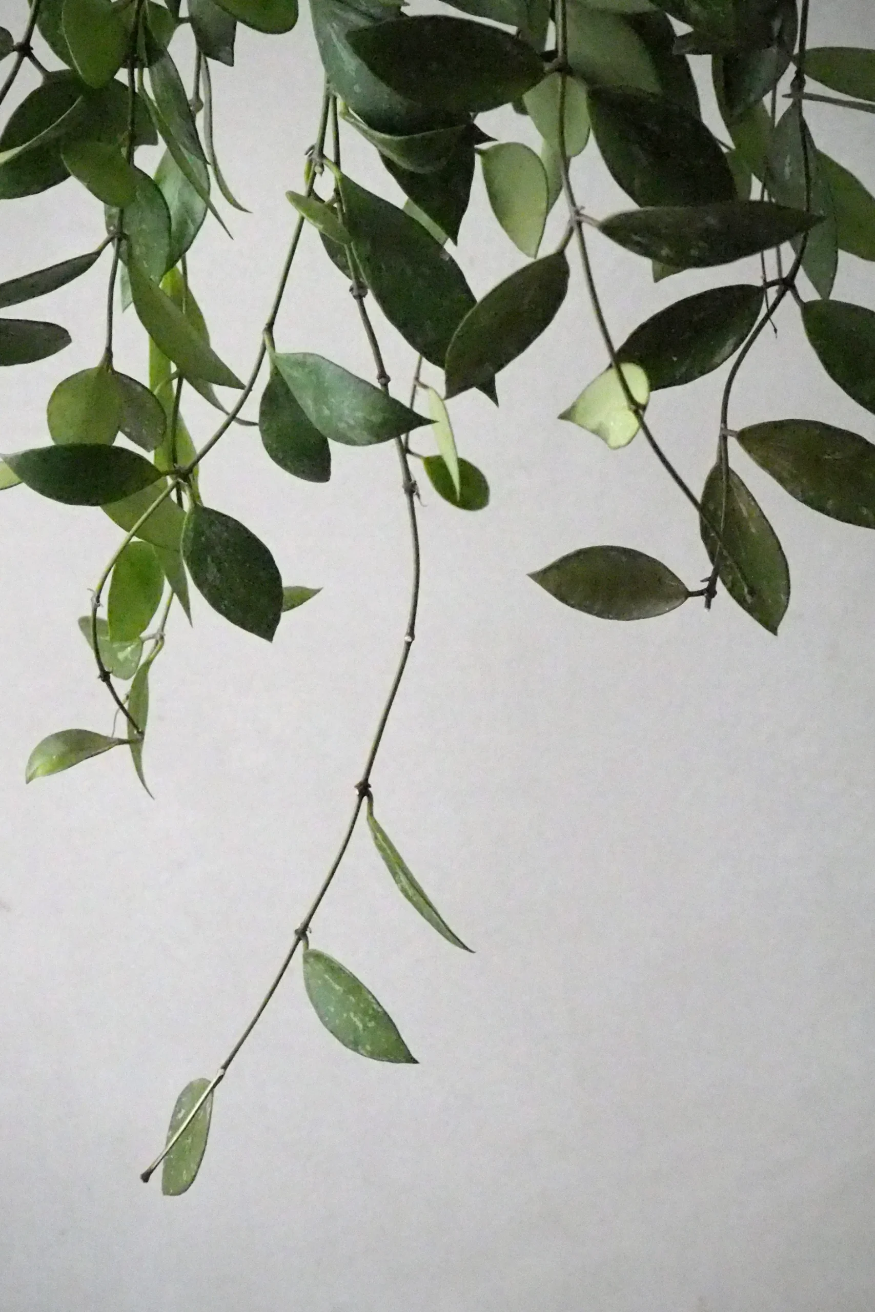 Hængeplanter|Tropiske Planter^PLANT Hoya Memoria