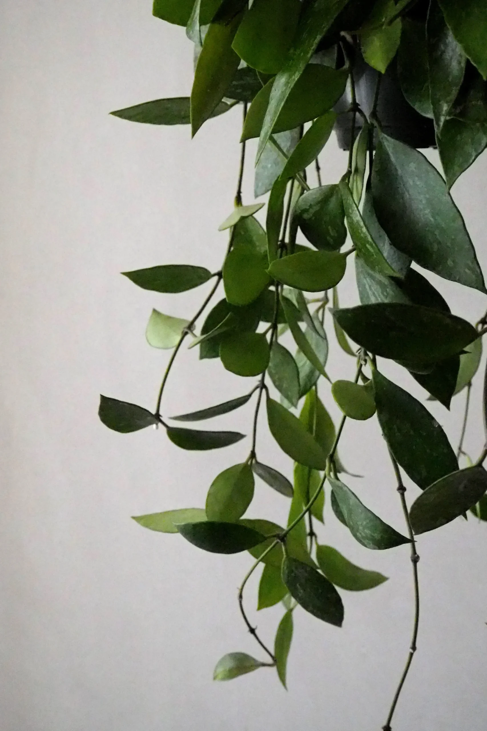 Hængeplanter|Tropiske Planter^PLANT Hoya Memoria