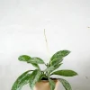 Hængeplanter|Tropiske Planter^PLANT Hoya Silverspot