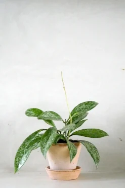 Hængeplanter|Tropiske Planter^PLANT Hoya Silverspot