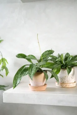 Hængeplanter|Tropiske Planter^PLANT Hoya Silverspot