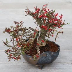 Lille|Bonsai^PLANT Japansk bonsai krukke, håndlavet, sort