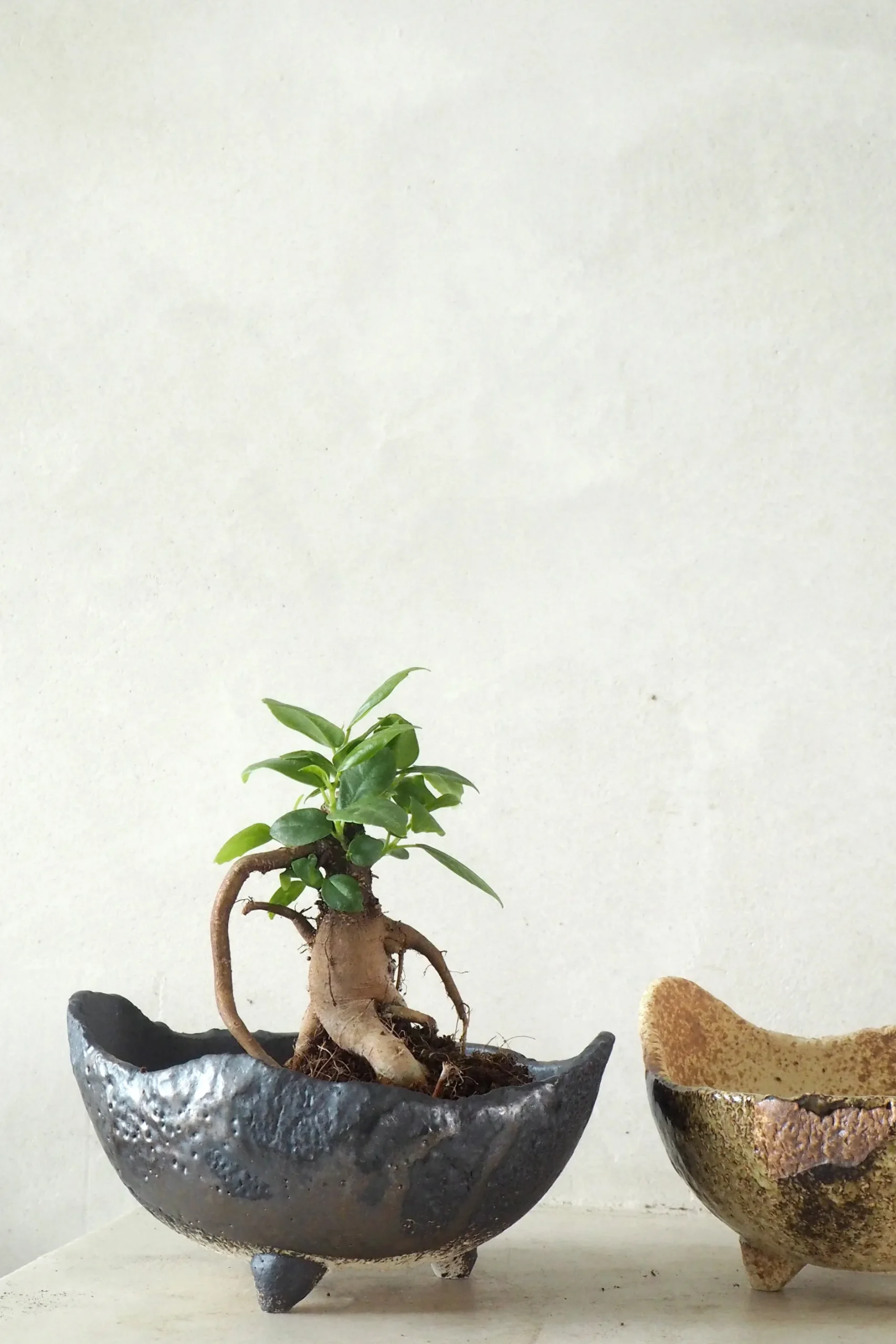 Lille|Bonsai^PLANT Japansk bonsai krukke, håndlavet, sort