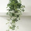 Tropiske Planter|Hængeplanter^PLANT Japanvin