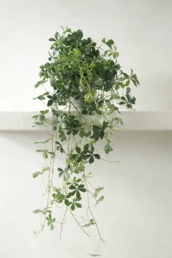 Tropiske Planter|Hængeplanter^PLANT Japanvin