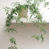 Hængeplanter|Tropiske Planter^PLANT Jasmin