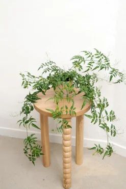 Hængeplanter|Tropiske Planter^PLANT Jasmin