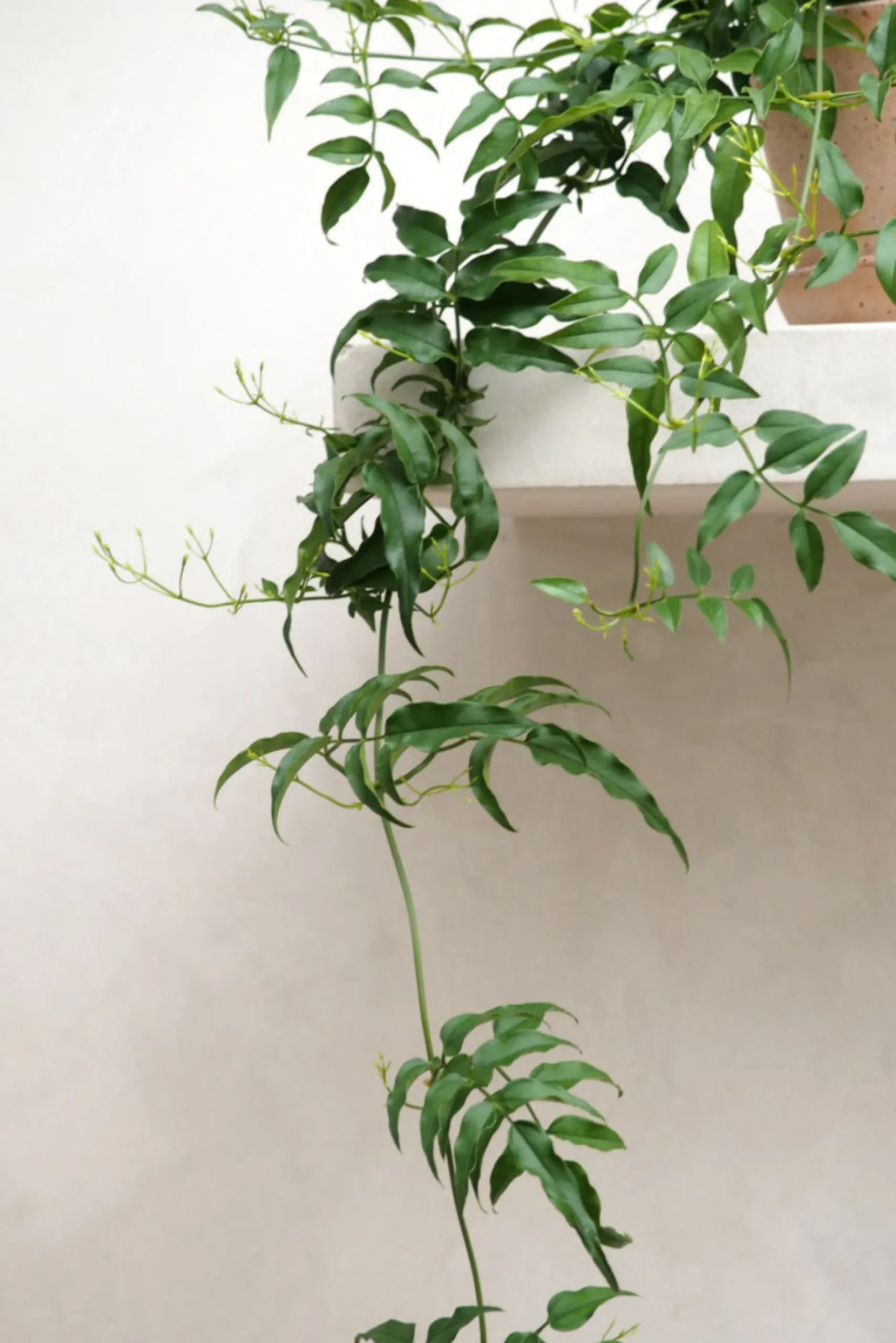 Hængeplanter|Tropiske Planter^PLANT Jasmin