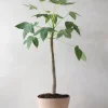 Tropiske Planter|Danskavlede Planter^PLANT Jatropha Mahafalensis