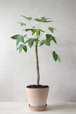 Tropiske Planter|Danskavlede Planter^PLANT Jatropha Mahafalensis