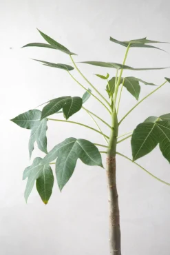 Tropiske Planter|Danskavlede Planter^PLANT Jatropha Mahafalensis