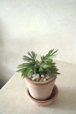 Tropiske Planter^PLANT Øjnvippe bregne