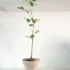 Danskavlede Planter^PLANT Johannesbrødtræ