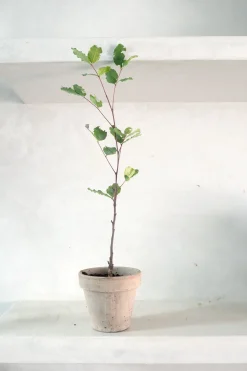 Danskavlede Planter^PLANT Johannesbrødtræ