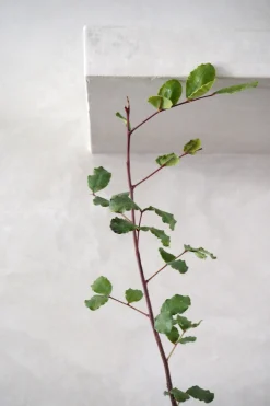 Danskavlede Planter^PLANT Johannesbrødtræ
