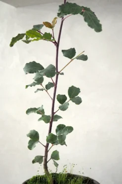 Danskavlede Planter^PLANT Johannesbrødtræ