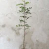 Gulvplanter Og Store Træer|Danskavlede Planter^PLANT Johannesbrødtræ, medium
