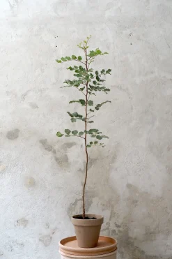 Gulvplanter Og Store Træer|Danskavlede Planter^PLANT Johannesbrødtræ, medium