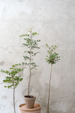 Gulvplanter Og Store Træer|Danskavlede Planter^PLANT Johannesbrødtræ, medium