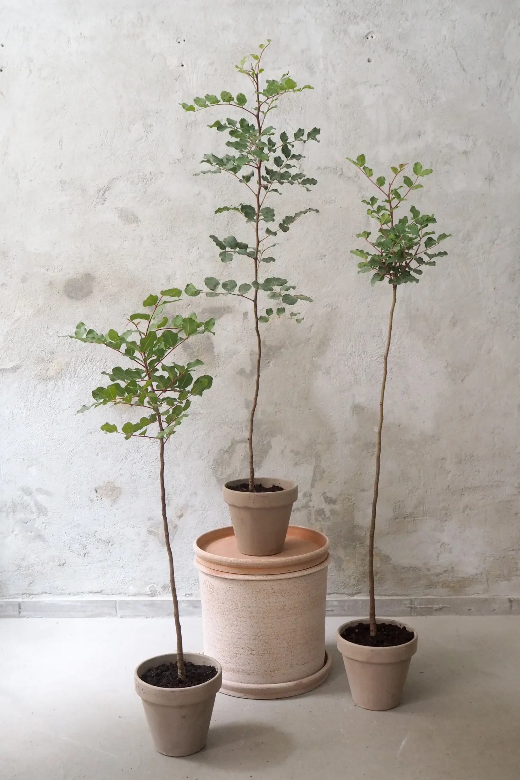 Gulvplanter Og Store Træer|Danskavlede Planter^PLANT Johannesbrødtræ, medium