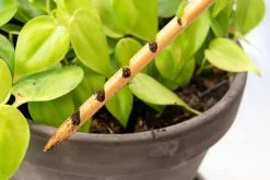 Værktøj Og Redskaber^PLANT Jordtester