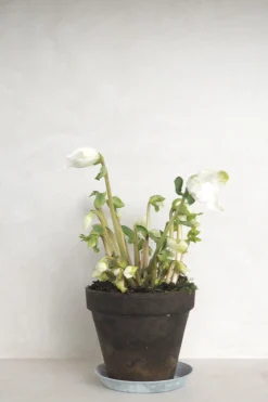 Danskavlede Planter^PLANT Julerose