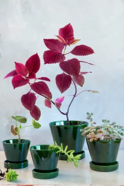 Mellem|Lille^PLANT Julie - Emerald Green
