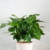Tropiske Planter^PLANT Kaffetræ - Coffee Arabica