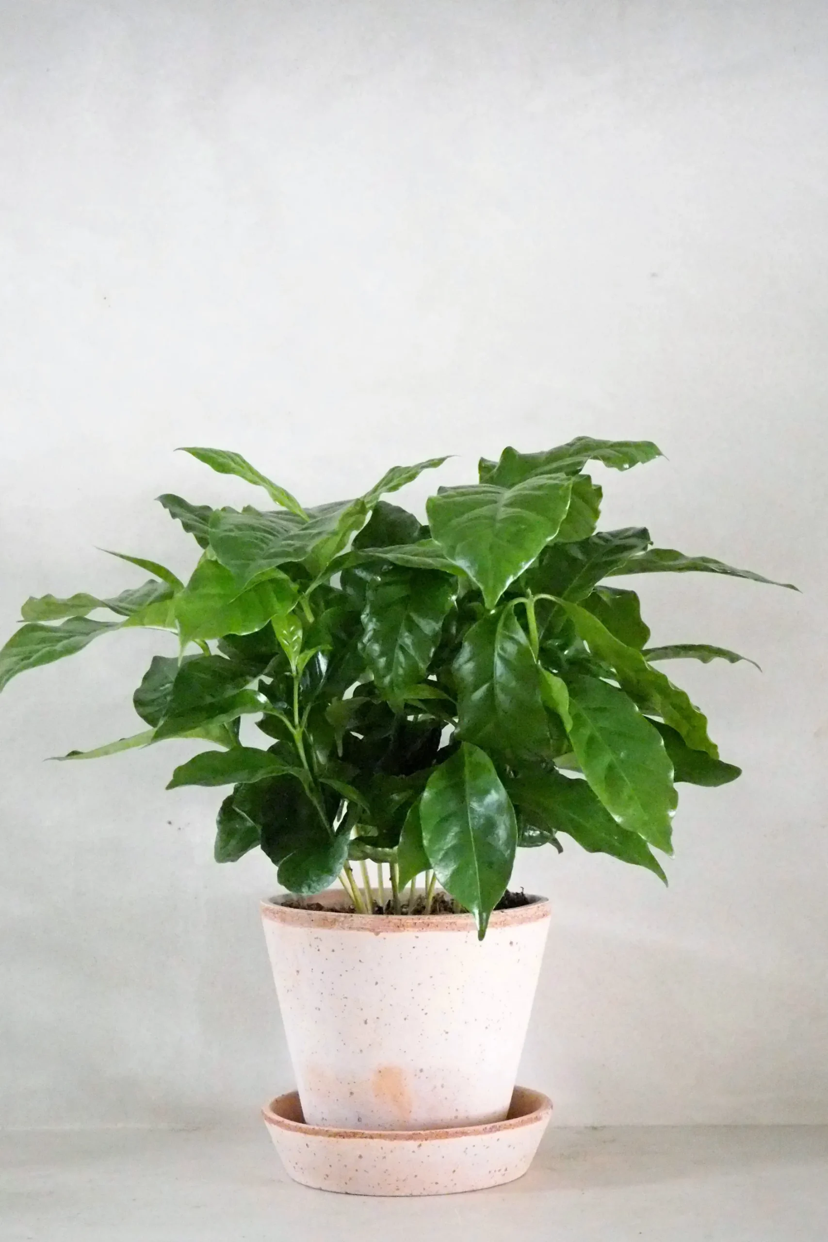Tropiske Planter^PLANT Kaffetræ - Coffee Arabica