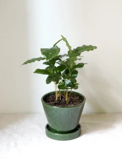 Tropiske Planter^PLANT Kaffetræ - Coffee Arabica