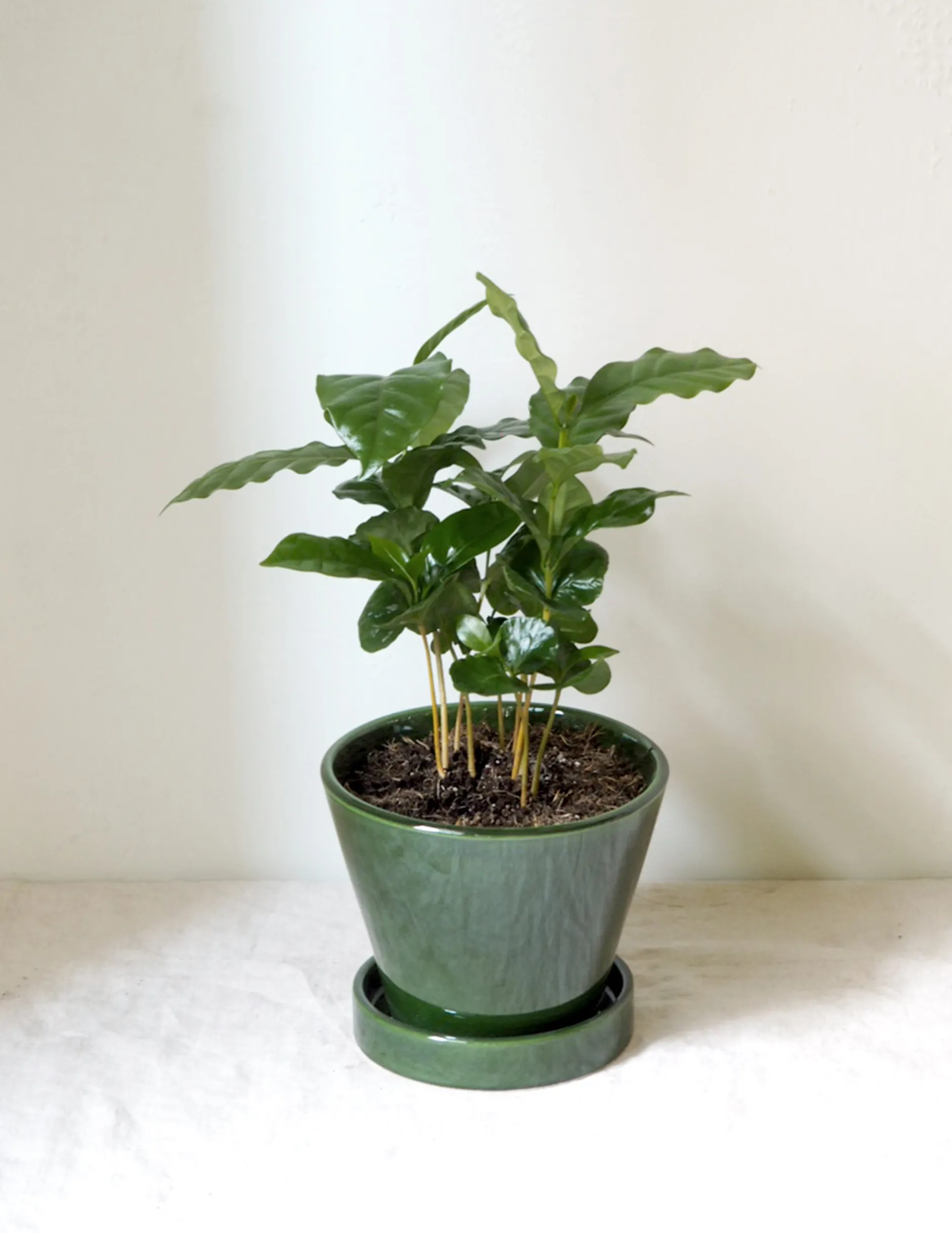 Tropiske Planter^PLANT Kaffetræ - Coffee Arabica
