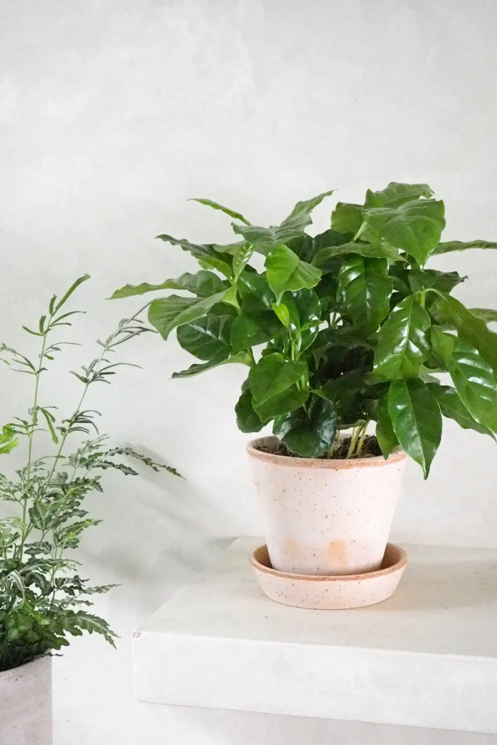 Tropiske Planter^PLANT Kaffetræ - Coffee Arabica