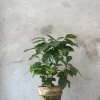 Tropiske Planter^PLANT Kaffetræ - Coffee Arabica, stor