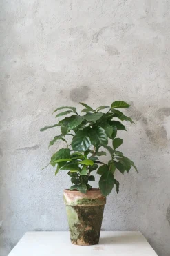 Tropiske Planter^PLANT Kaffetræ - Coffee Arabica, stor