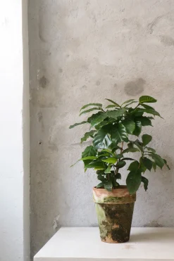 Tropiske Planter^PLANT Kaffetræ - Coffee Arabica, stor
