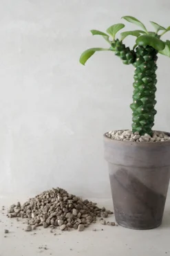 Jord Og Omplantning^PLANT Kaktussten