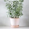 Ørkenplanter Og Knoldplanter^PLANT Kalancho Hildebrandtii