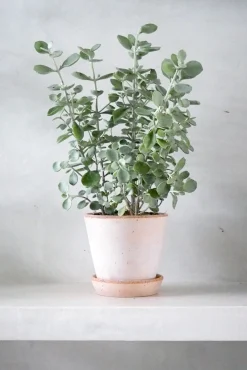 Ørkenplanter Og Knoldplanter^PLANT Kalancho Hildebrandtii