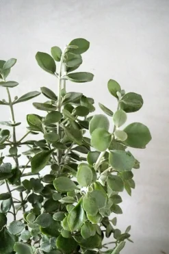 Ørkenplanter Og Knoldplanter^PLANT Kalancho Hildebrandtii