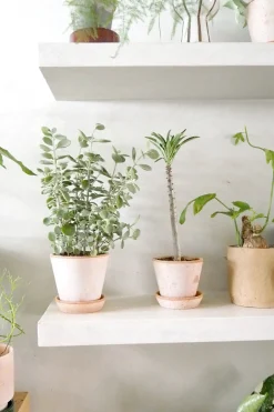 Ørkenplanter Og Knoldplanter^PLANT Kalancho Hildebrandtii
