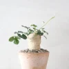 Ørkenplanter Og Knoldplanter^PLANT Kedrostis Africana