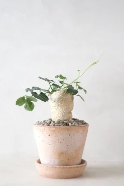 Ørkenplanter Og Knoldplanter^PLANT Kedrostis Africana