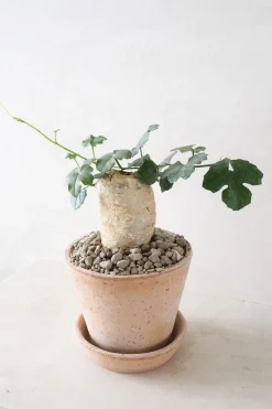 Ørkenplanter Og Knoldplanter^PLANT Kedrostis Africana