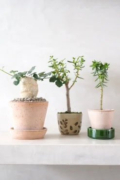 Ørkenplanter Og Knoldplanter^PLANT Kedrostis Africana