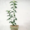 Danskavlede Planter^PLANT Kinesisk liguster